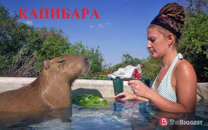 3 КАПИБАРА