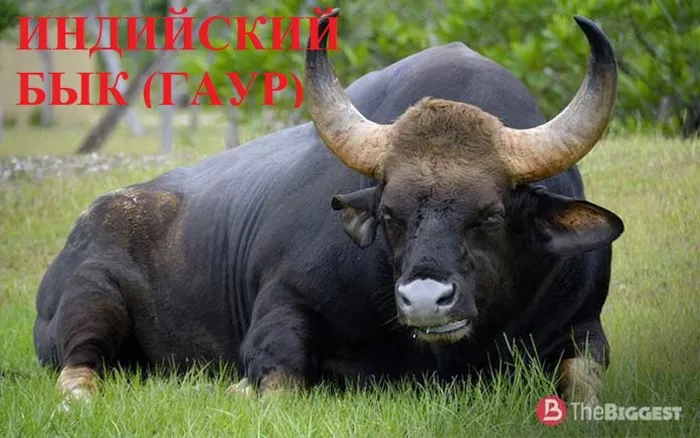 5 ИНДИЙСКИЙ БЫК (ГАУР)