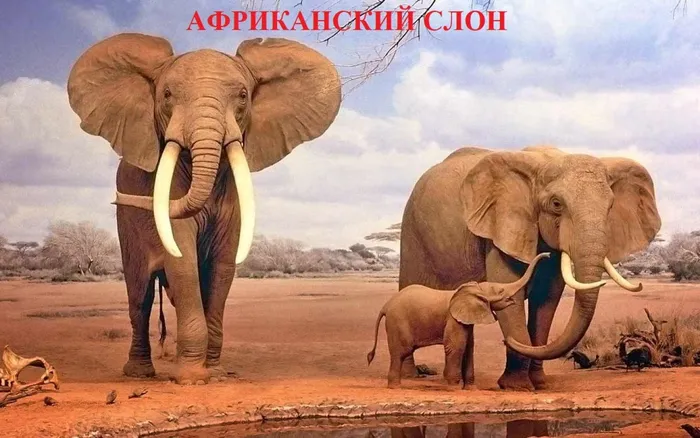2 АФРИКАНСКИЙ СЛОН