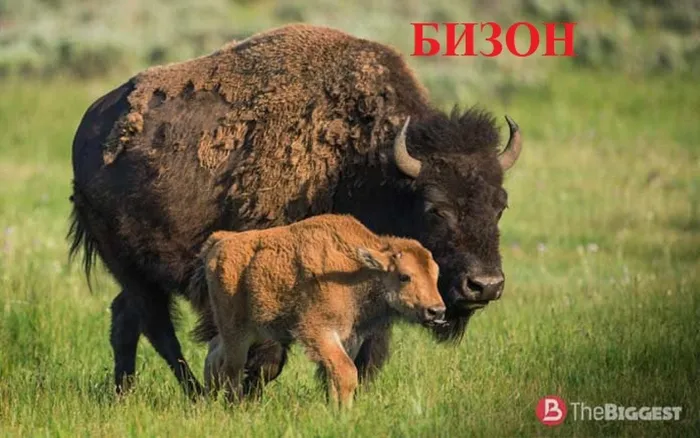 4 БИЗОН