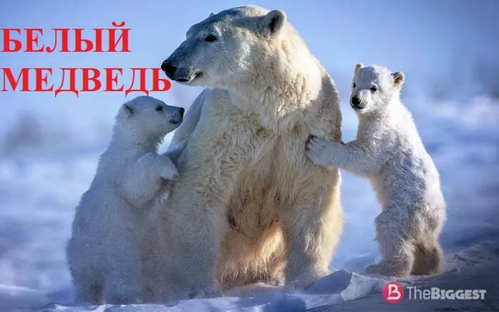 9 БЕЛЫЙ МЕДВЕДЬ
