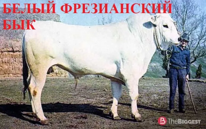 11 БЕЛЫЙ ФРЕЗИАНСКИЙ БЫК