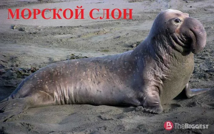 13 МОРСКОЙ СЛОН