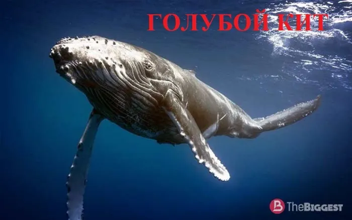 1 ГОЛУБОЙ КИТ