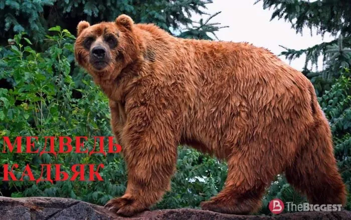 10 МЕДВЕДЬ КАДЬЯК
