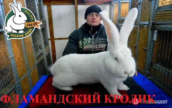 12 ФЛАМАНДСКИЙ КРОЛИК