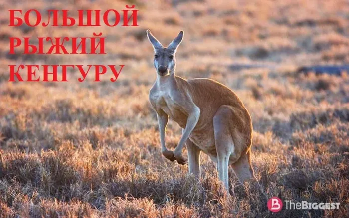 6 БОЛЬШОЙ РЫЖИЙ КЕНГУРУ